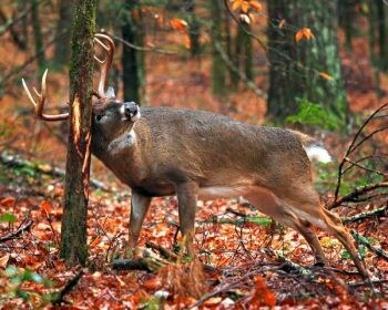 A whitetail buck rubbing its antlers on a tree