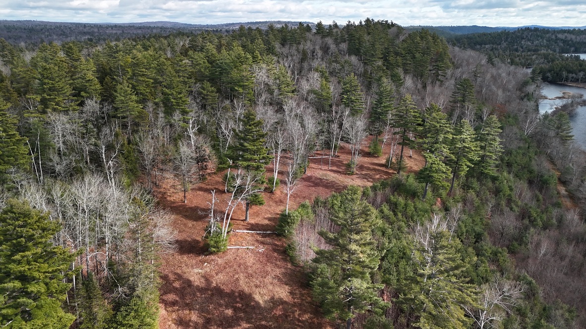 Drone shot of a cut mending over in the Maine woods, 2025
