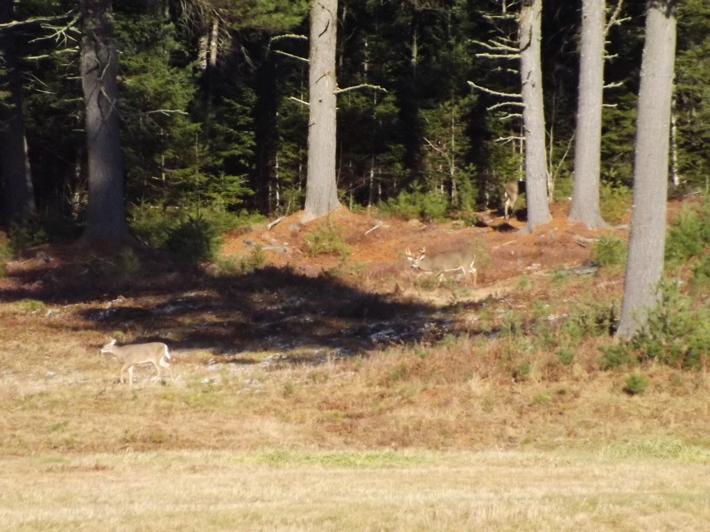 A big Maine buck alive in the woods