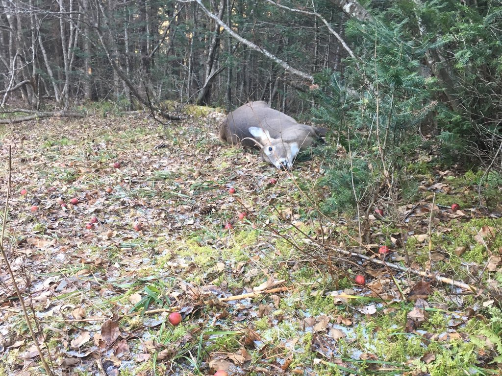 The buck down in the apple-strewn woods, 2017