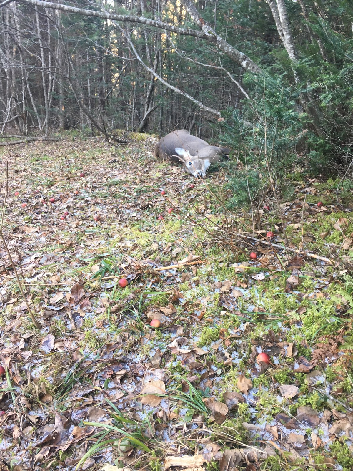 Pat Jr.'s first Maine buck down in the apple orchard, 2017