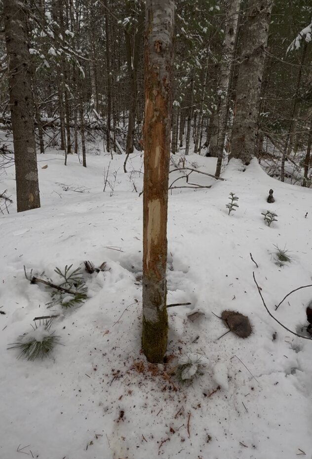 Fresh buck rub found by George, November 2025, with wood shavings still on top of the snow