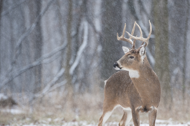 A big Maine whitetail trophy buck with a full antler rack standing in a snowy forest